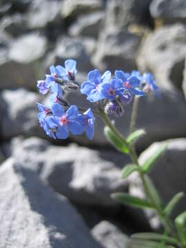 Plancia ëd Myosotis asiatica (Vesterg.) Schischkin & Sergievskaja