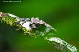 Image of Coronated Treefrog