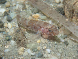 Image of Red-mouthed Goby