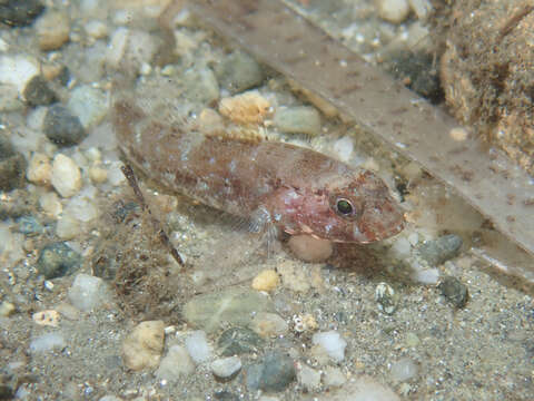 Sivun Gobius cruentatus Gmelin 1789 kuva