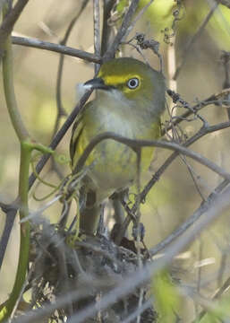 Image of White-eyed Vireo