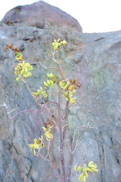 Image of Tetraena prismatocarpa (Sond.) Beier & Thulin