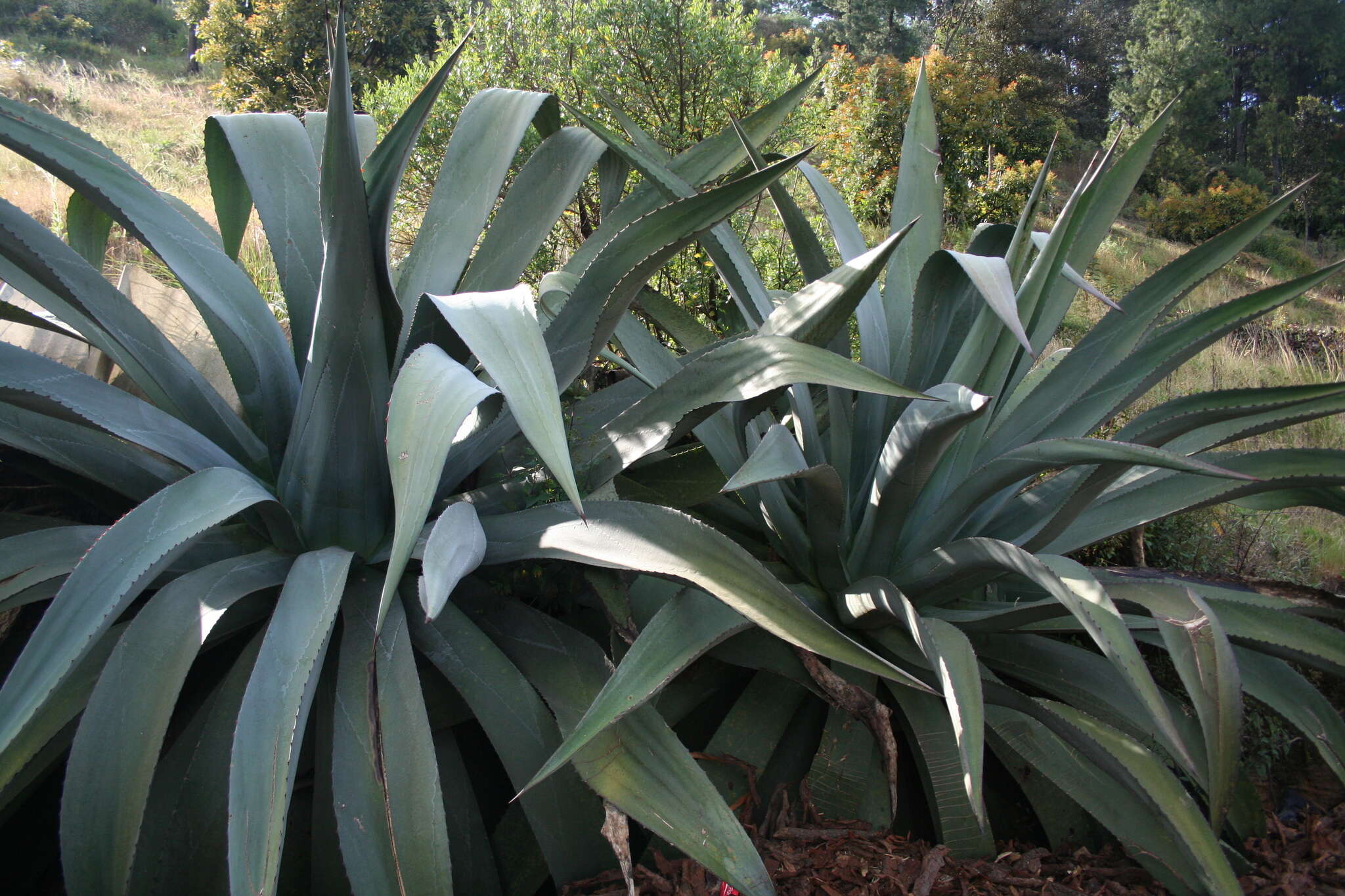 Sivun Agave hookeri Jacobi kuva