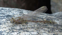 Image of Elusive Clubtail