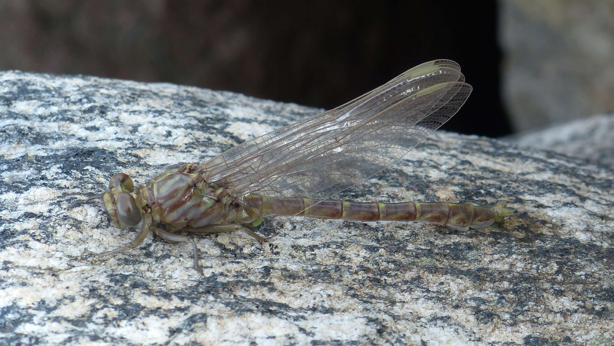 Image of Elusive Clubtail