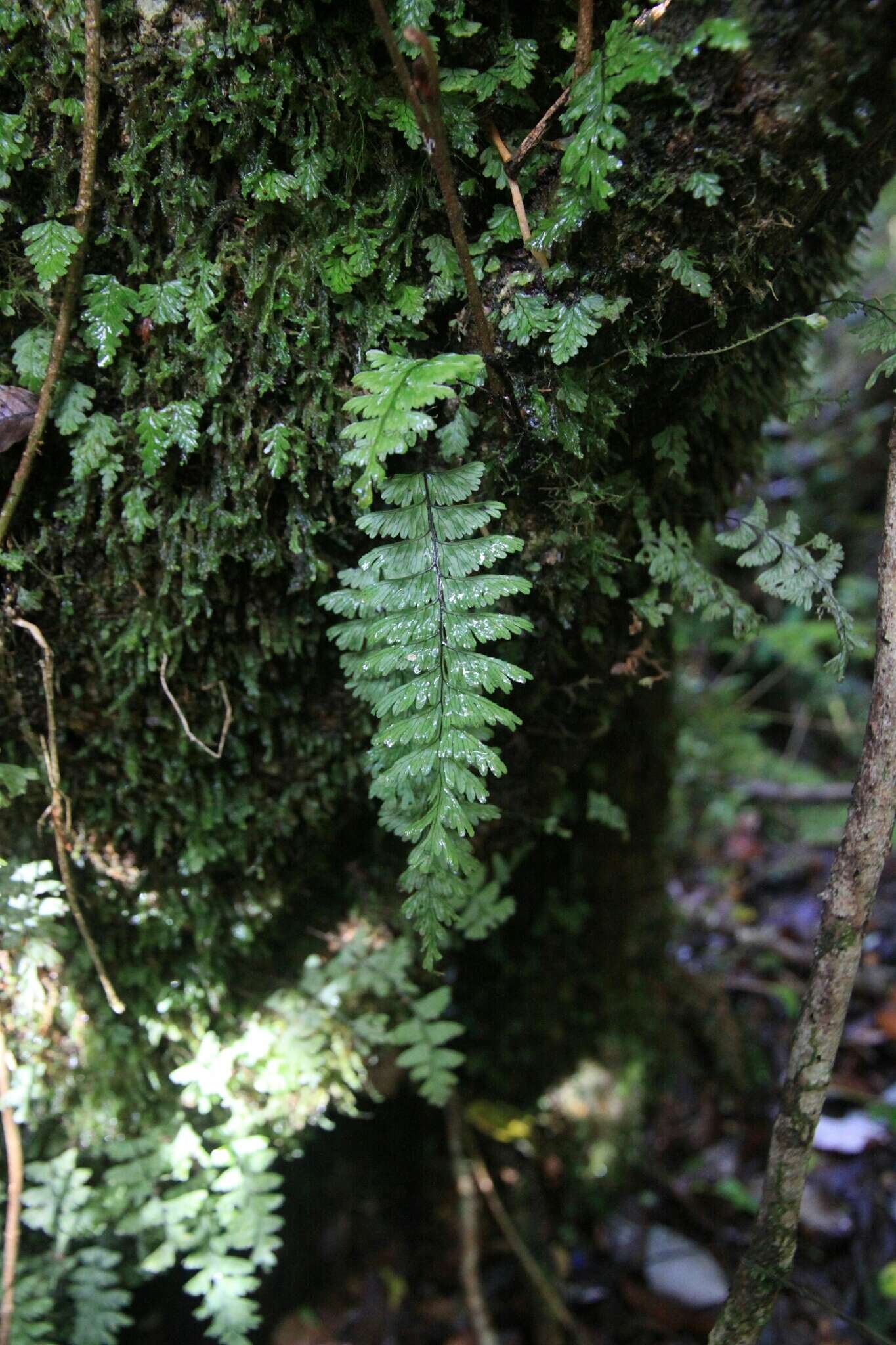 Image of Hymenophyllum pectinatum Cav.