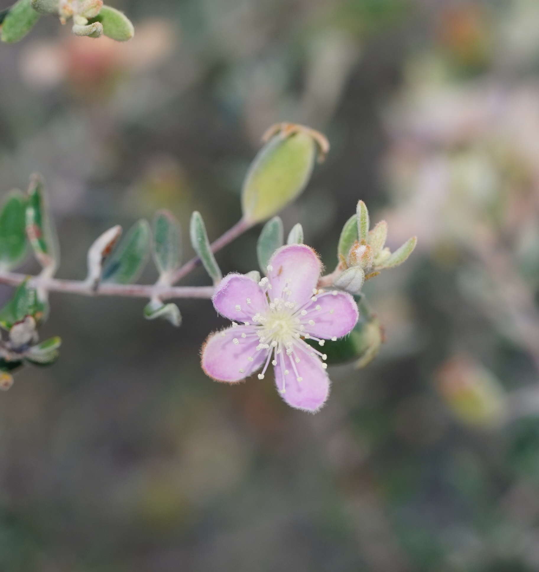 صورة Lithomyrtus microphylla (Benth.) N. Snow & G. P. Guymer