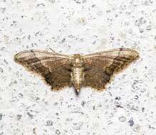 Image of Idaea violacea Hampson 1891