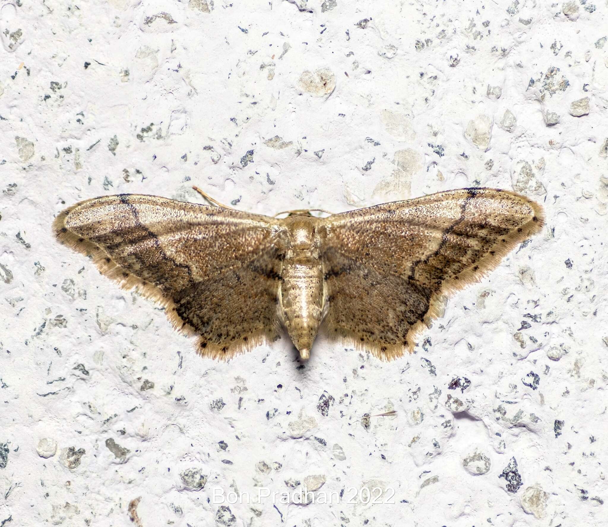 Image of Idaea violacea Hampson 1891