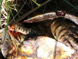 Image of Rough-footed Mud Turtle