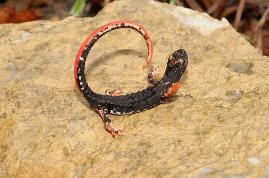 Image of spectacled salamander