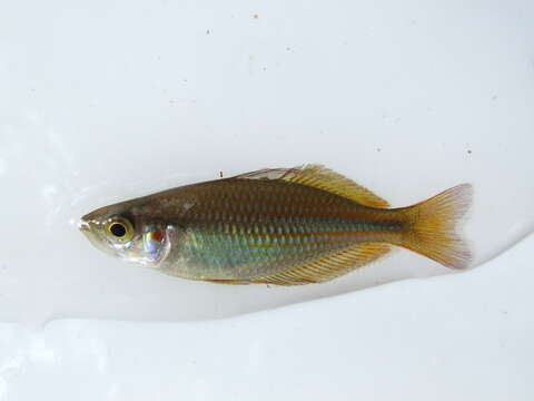 Image of Banded rainbowfish