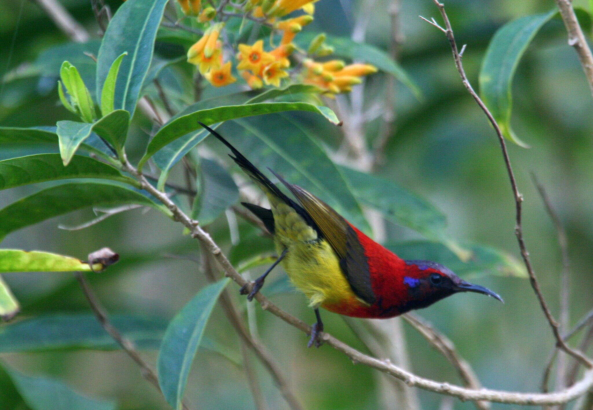 Image of Aethopyga gouldiae dabryii (Verreaux & J 1867)