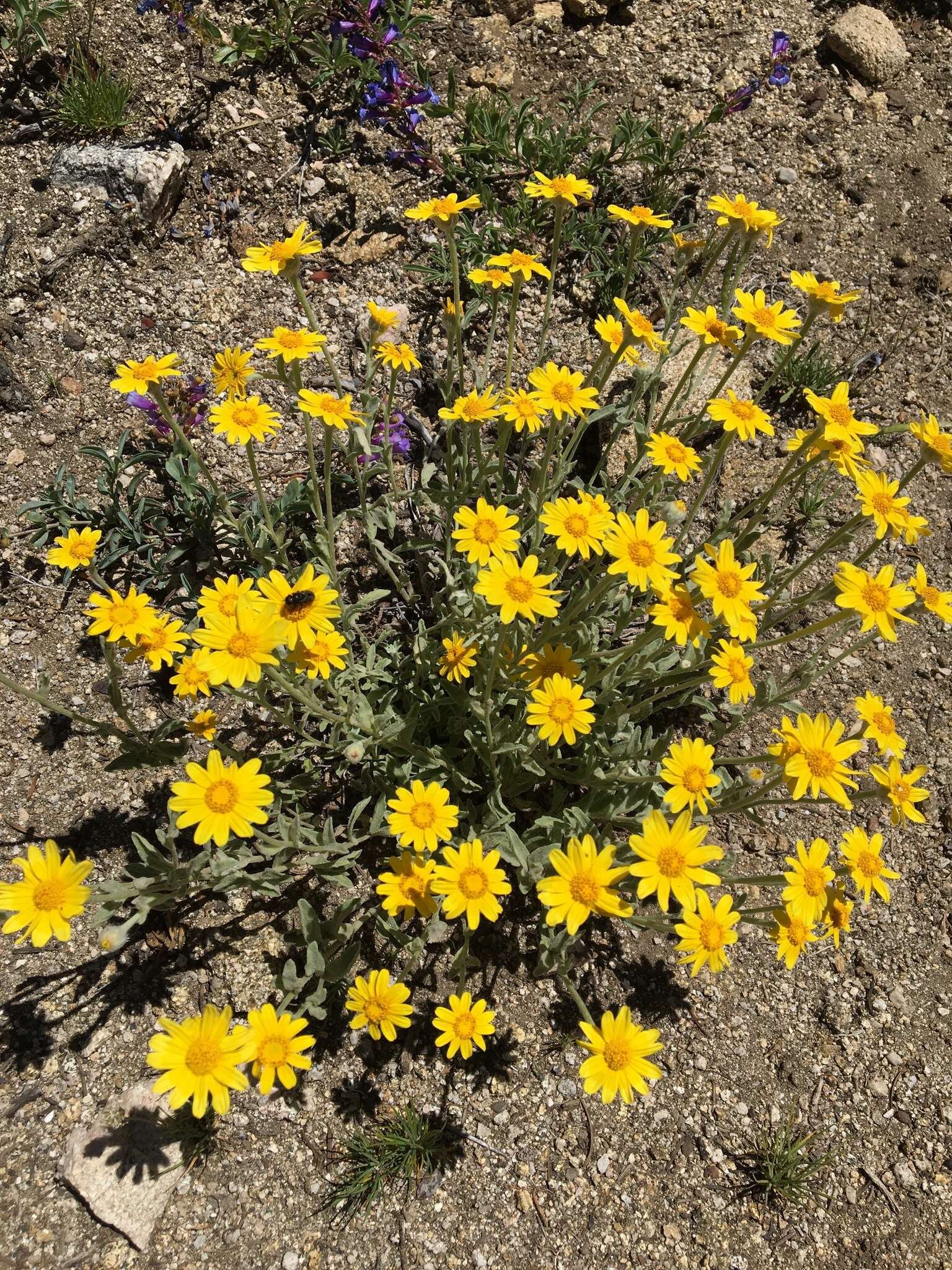 Image of common woolly sunflower