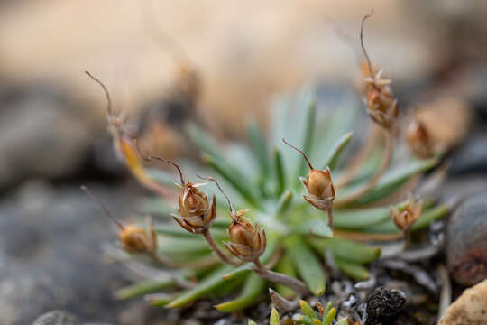 Image of Plantago barbata Forst.