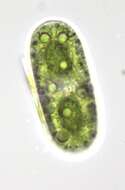 صورة Cylindrocystis brebissonii