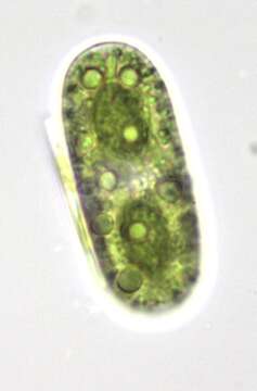 Image of Cylindrocystis brebissonii