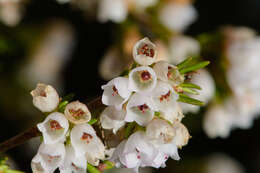 Image of Erica subdivaricata Berg.