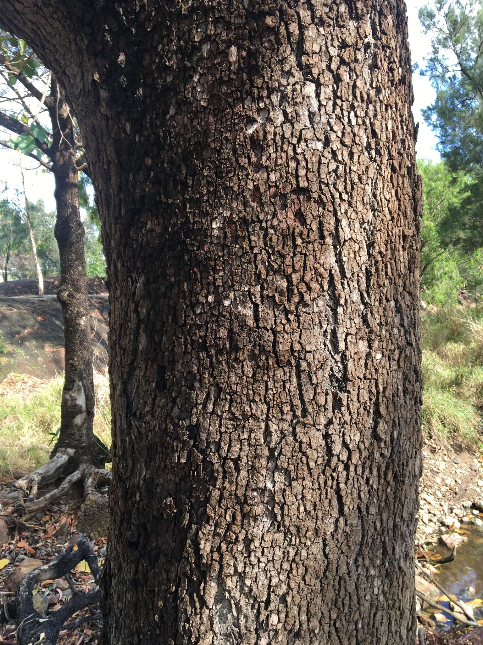 صورة Eucalyptus raveretiana F. Müll.