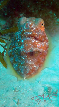 Image of Ken's cuttlefish