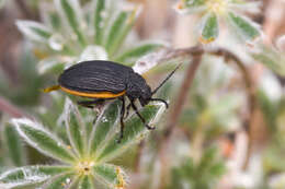 Image of Galeruca (Galeruca) rudis J. L. Le Conte 1857