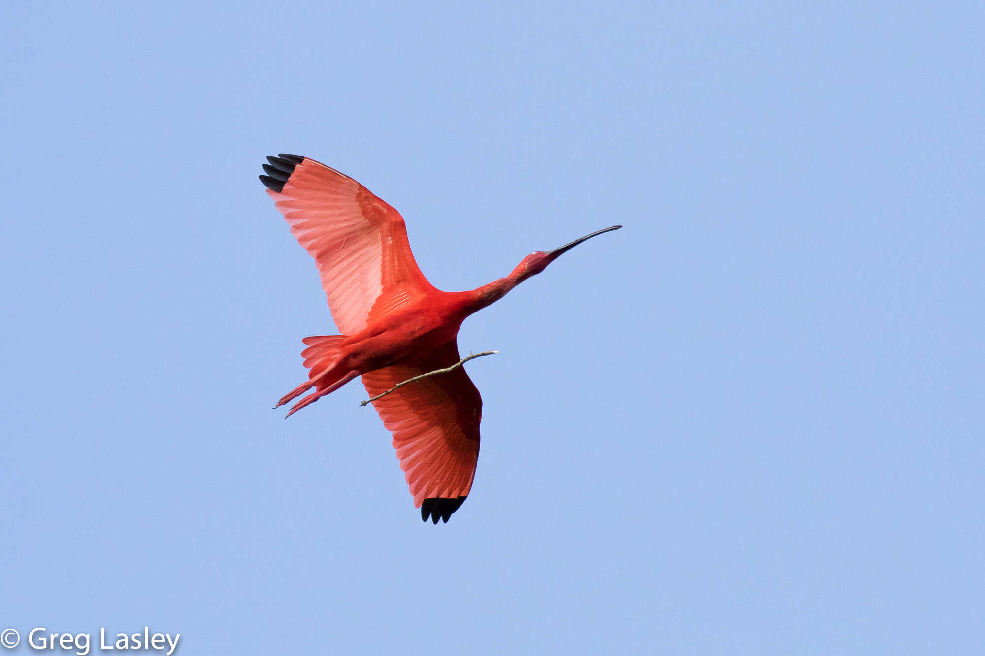 Image of Scarlet Ibis