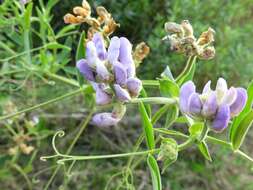 Imagem de Lathyrus pubescens Hook. & Arn.