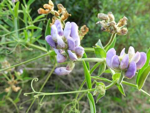 Imagem de Lathyrus pubescens Hook. & Arn.