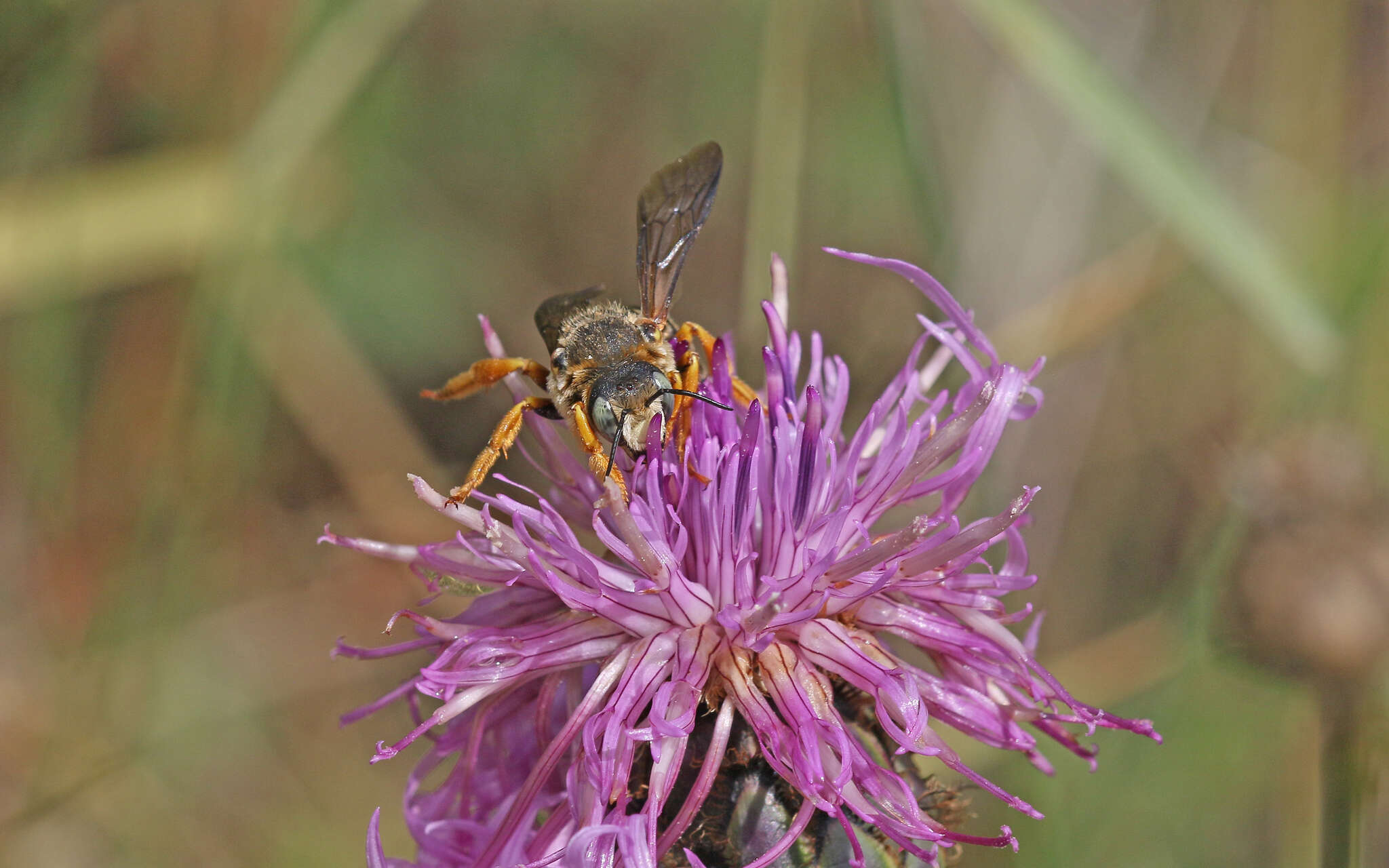 Image of Icteranthidium laterale (Latreille 1809)