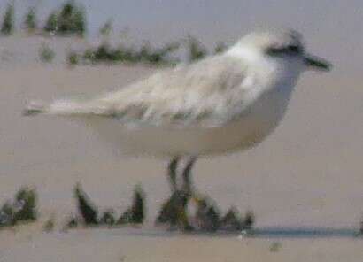 Image of White-fronted Plover