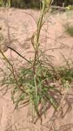 Image of Hieracium umbellatum subsp. filifolium (Üksip) Tzvel.