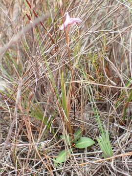 Image of Disa inflexa (Lindl.) Mundt ex Bolus