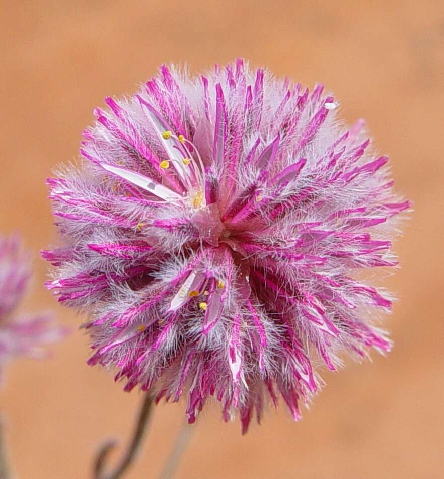 Image of Ptilotus helipteroides (F. Müll.) F. Müll.