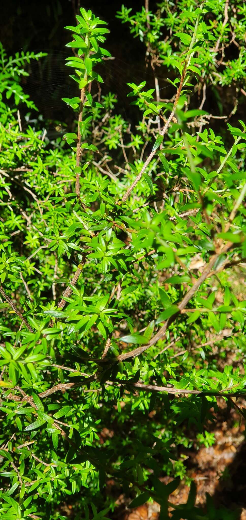 Image of Archeria traversii Hook. fil.