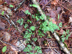 Imagem de Anthriscus sylvestris (L.) Hoffm.