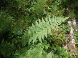 Sivun Dryopteris boottii (Tuckerm.) Underw. kuva