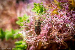 Image of Diphucrania viridipurpurea (Carter 1924)