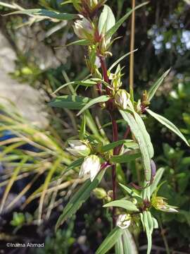 Image of Swertia javanica Bl.