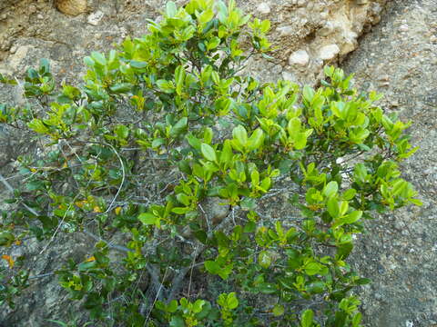 Imagem de Endotropis crocea subsp. pirifolia (Greene) Hauenschild