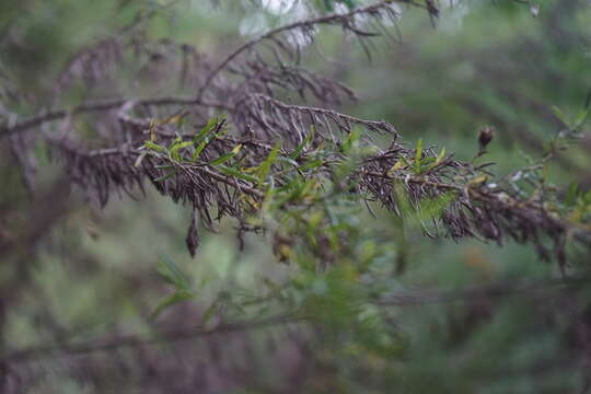 Image of Cassinia aculeata (Labill.) R. Br.