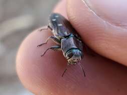 Image of Jewel beetle