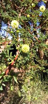 Vachellia tortilis subsp. raddiana (Savi) Kyal. & Boatwr.的圖片