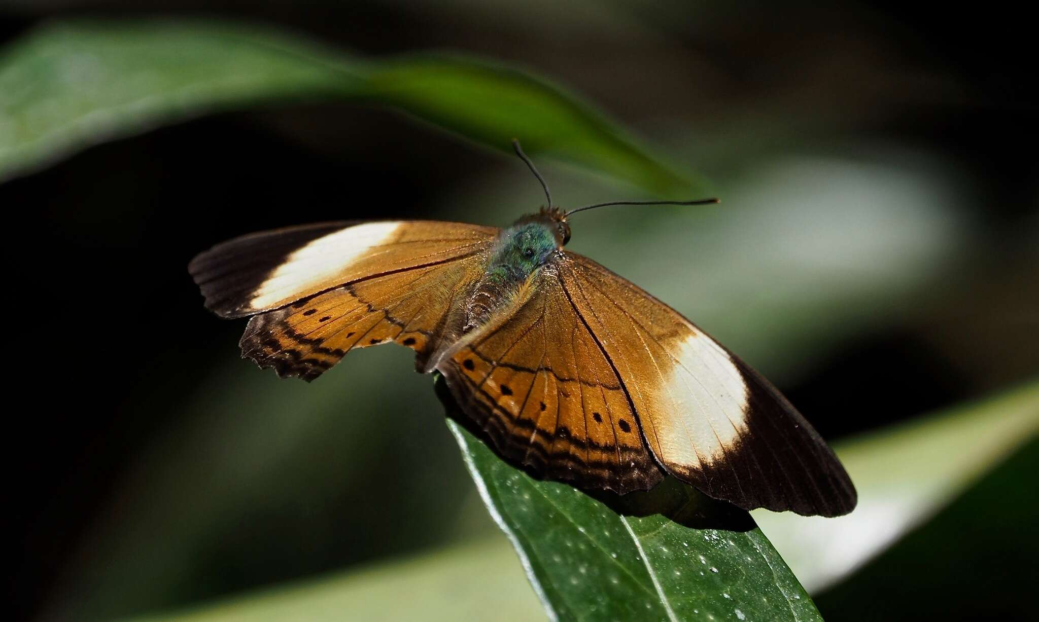 Image of Cirrochroa orissa Felder 1860