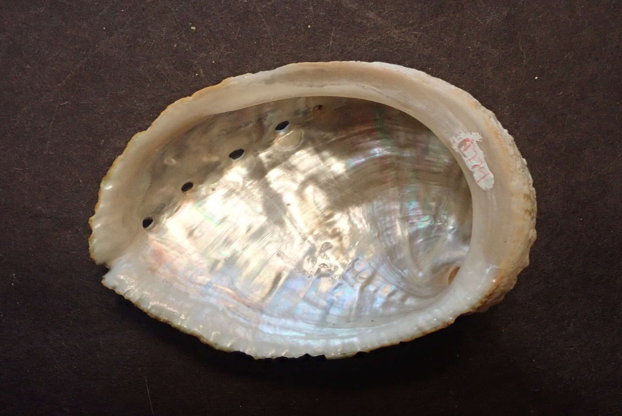 Image of variable abalone