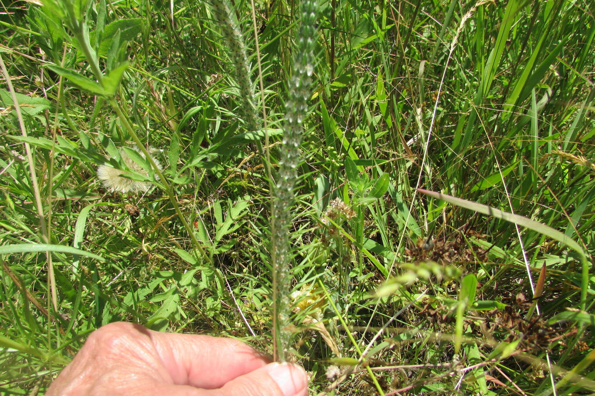 Image of largebracted plantain