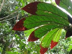 Image of Columnea eburnea (Wiehler) L. P. Kvist & L. E. Skog