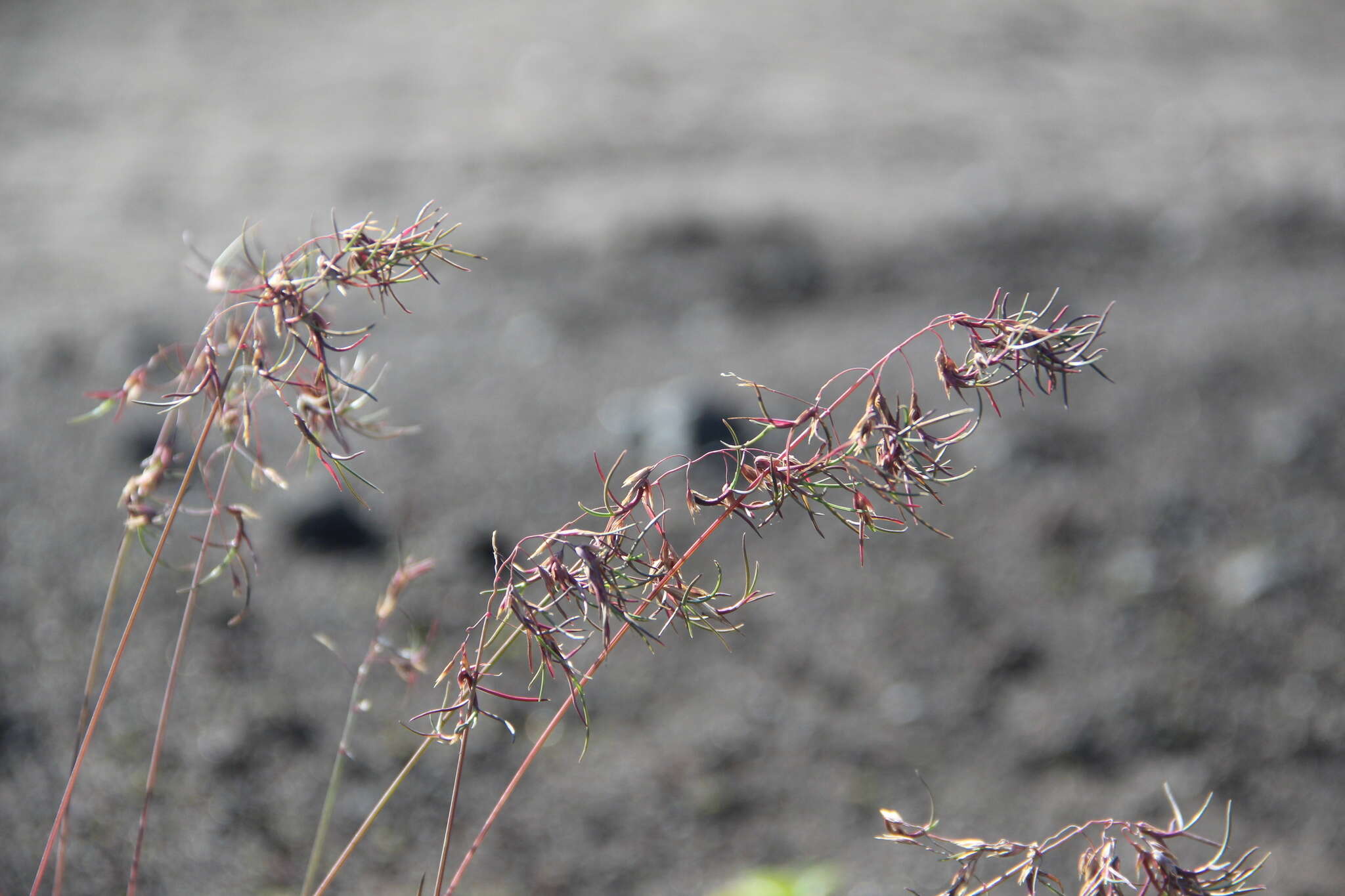 Image of arctic bluegrass