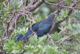 Image of Chestnut-bellied Malkoha