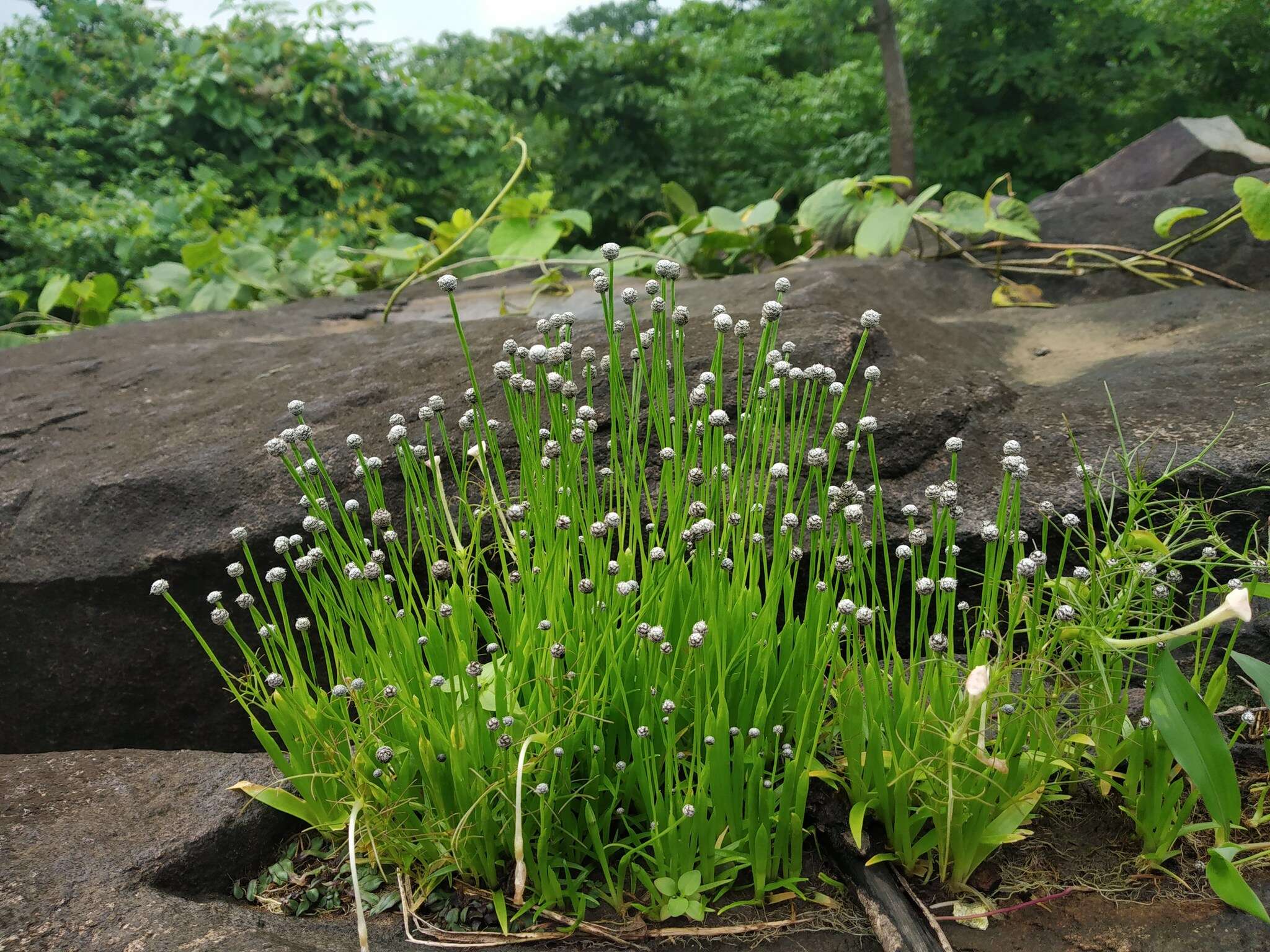 Sivun Eriocaulon tuberiferum A. R. Kulk. & Desai kuva