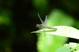 Image of Lyriothemis elegantissima Selys 1883